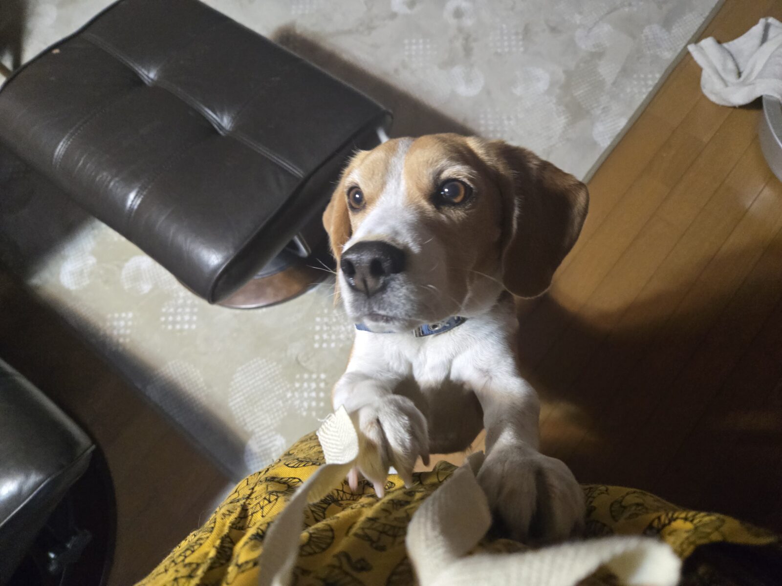 国富町まひろくんのお世話レポート🐶