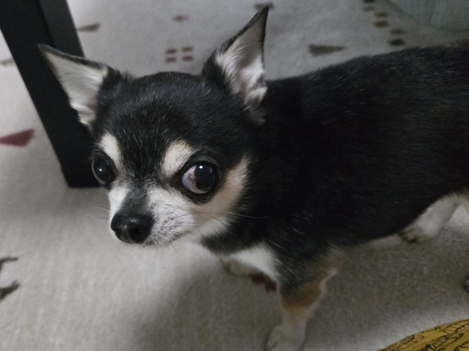 宮崎市カイくん&むぎちゃんのお世話レポート🐶