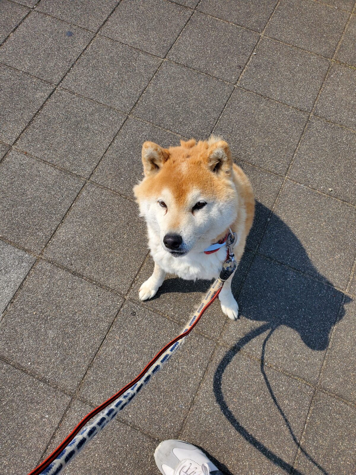 柴犬のジュンくんのお世話