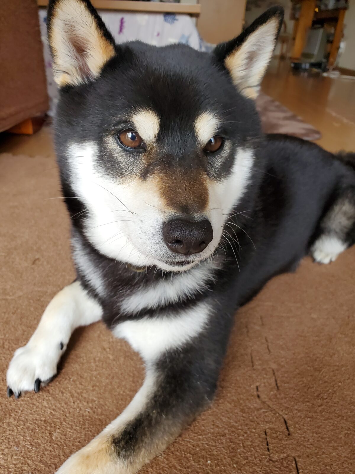 柴犬のごもく君と猫のリムちゃんとウサギのミントくんのお世話