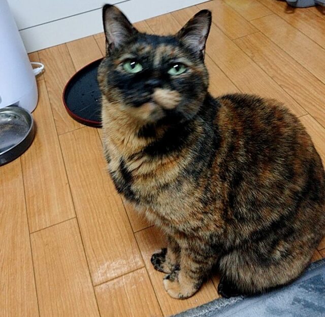 甘えたお天ちゃん❤️「尼崎市」