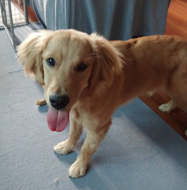 元気なあぽろくん🎵「尼崎市」