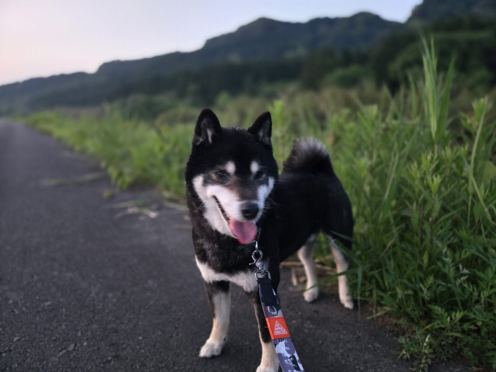 宮崎県綾町のりゅうくん・ももちゃん・さくらちゃんのお世話レポート🐕️