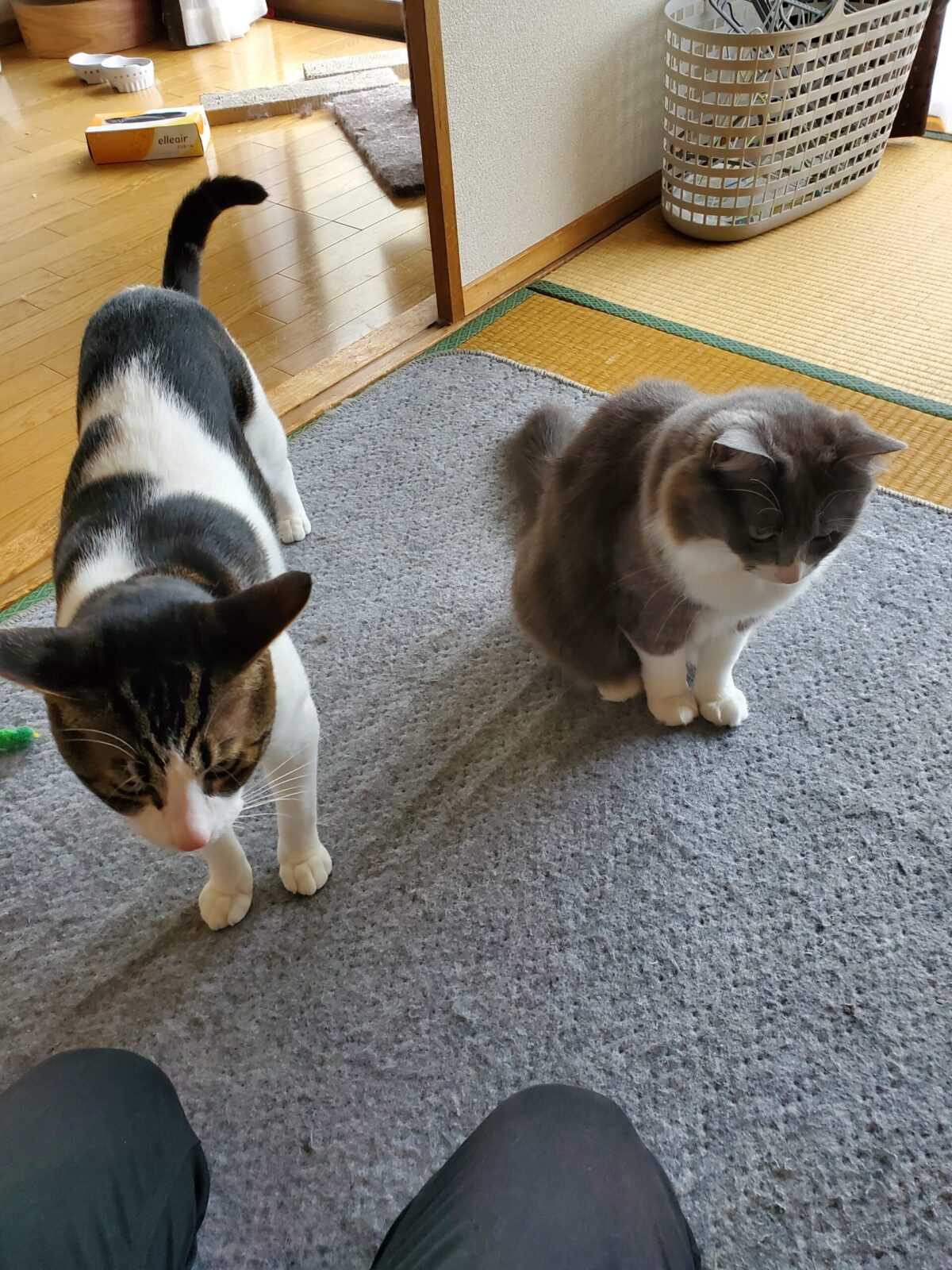 猫のきらくんとひめちゃんのお世話