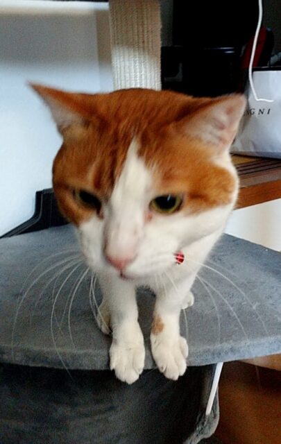 お久しぶりの３にゃんとニューフェイス❤️「尼崎市」