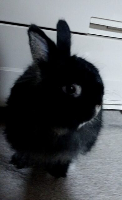 ちっちゃなうにくん❤️「尼崎市」