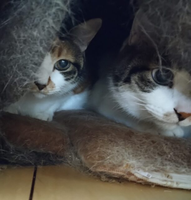 「尼崎市」チビちゃん太郎くん舞子ちゃん❤️