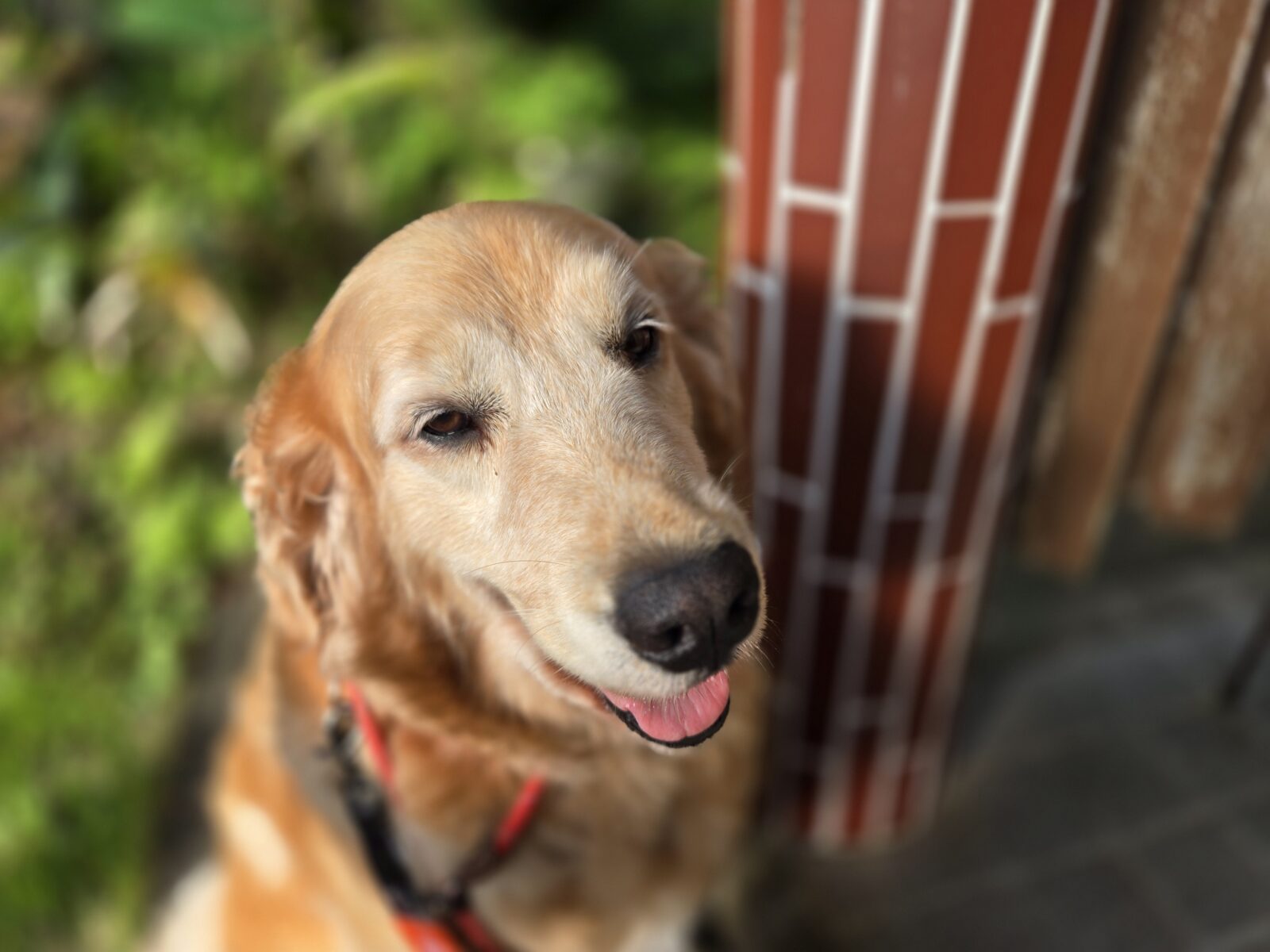 綾町ポコちゃんのお世話レポート🐶