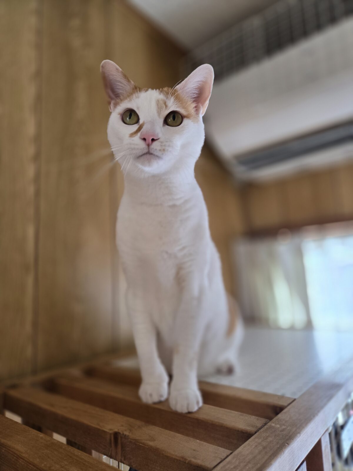 西都市のこむぎくん&さわらくんのお世話レポート😸