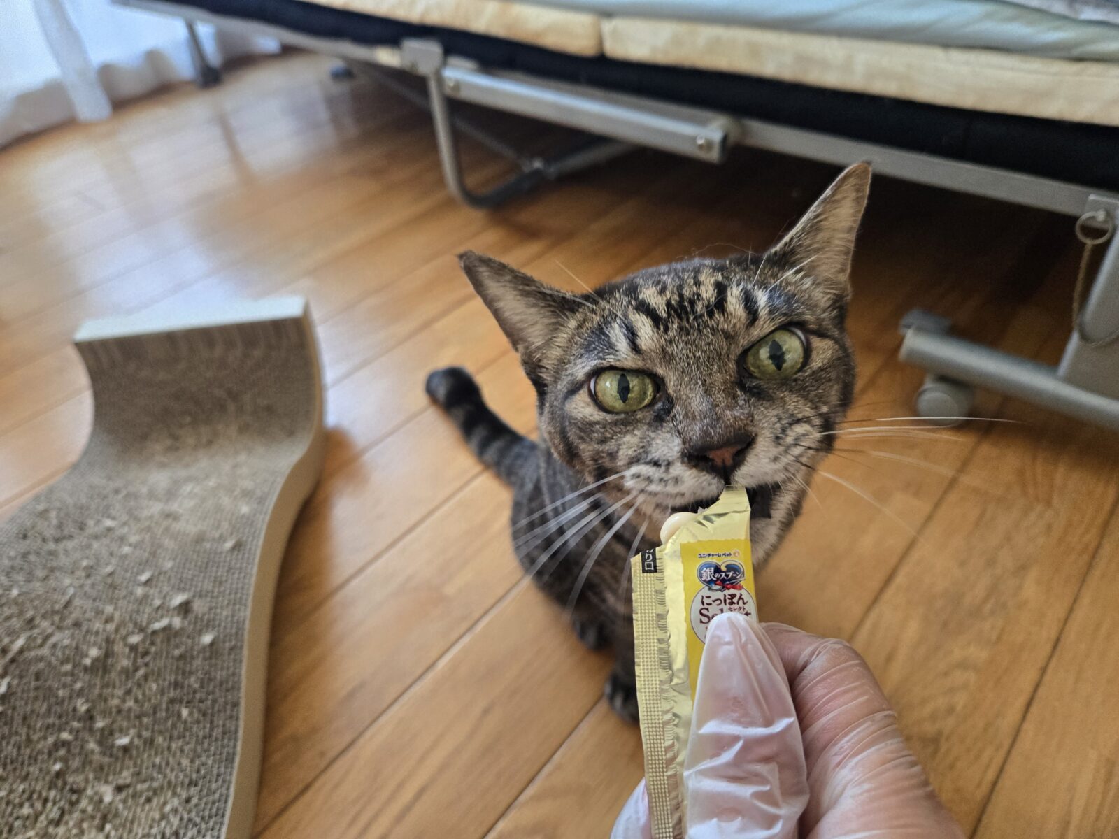 宮崎市じろうくん達のお世話レポート😸