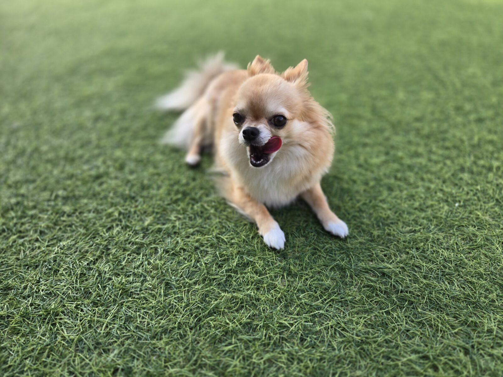 宮崎市ぱっちゃんのお世話レポート🐕️