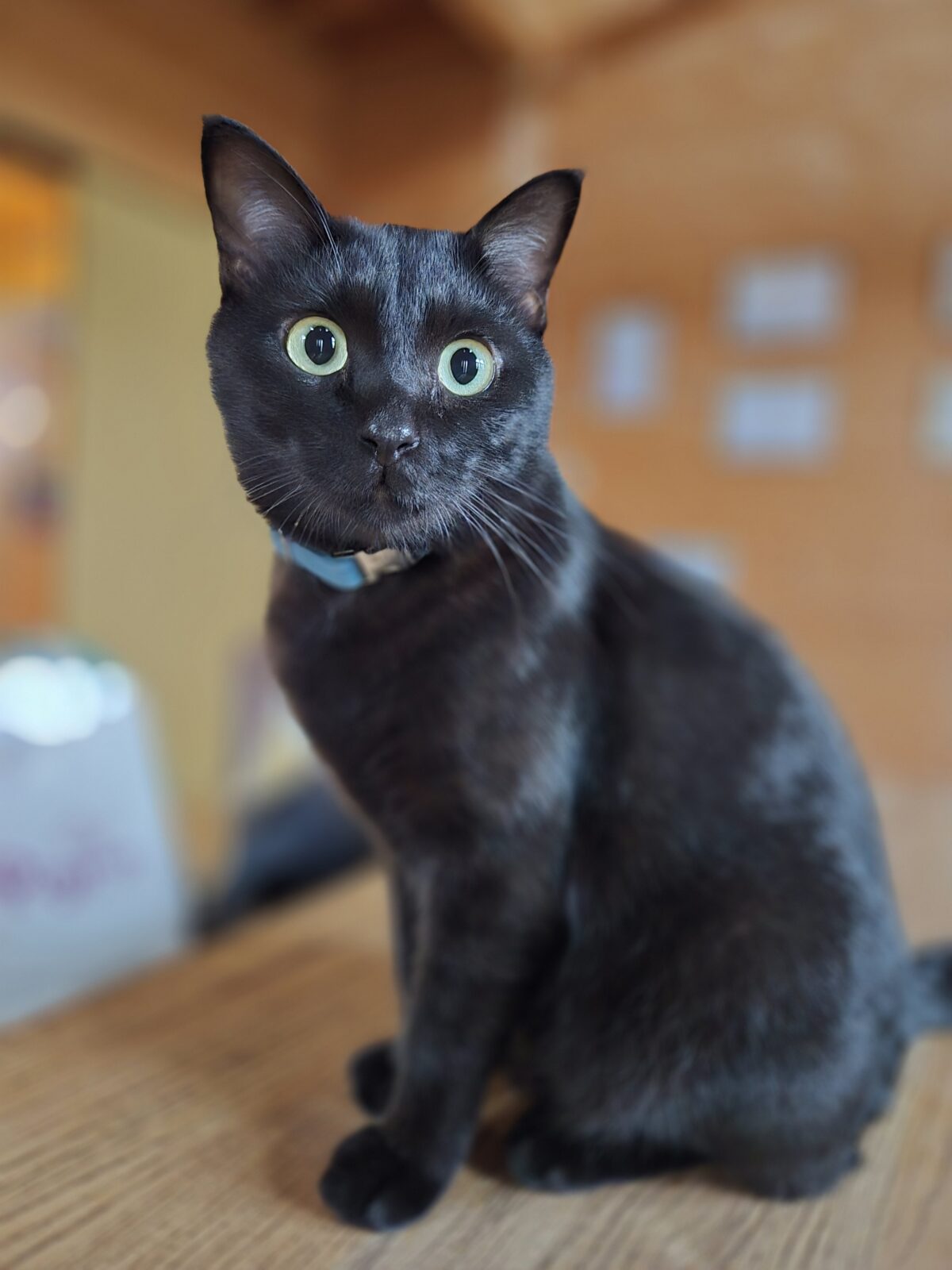 綾町みぃちゃんのお世話レポート😺