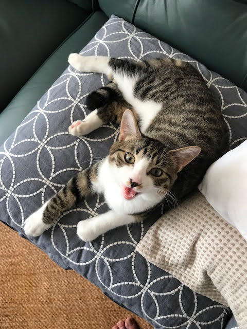 川口市　猫4匹！　初回訪問　ペットシッター