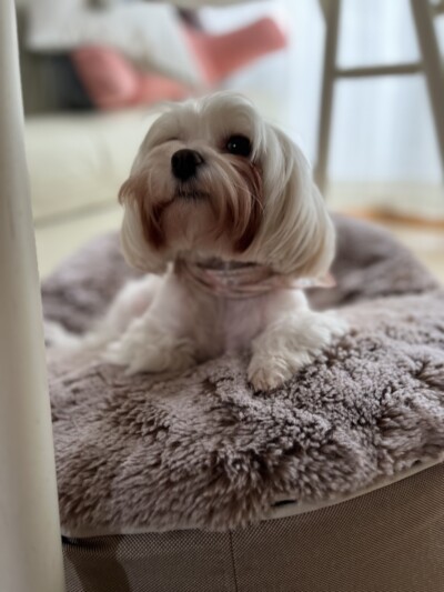 多頭ワンちゃんのお世話🐾