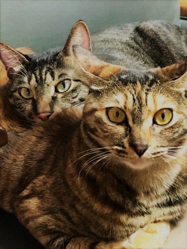 川口市　猫　海君、空ちゃん　初回訪問