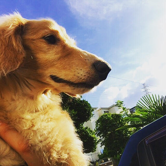 さいたま市緑区　ダックスフント　アラン君　ペットシッター