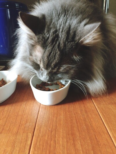 シニア猫ちゃんのお世話🐈