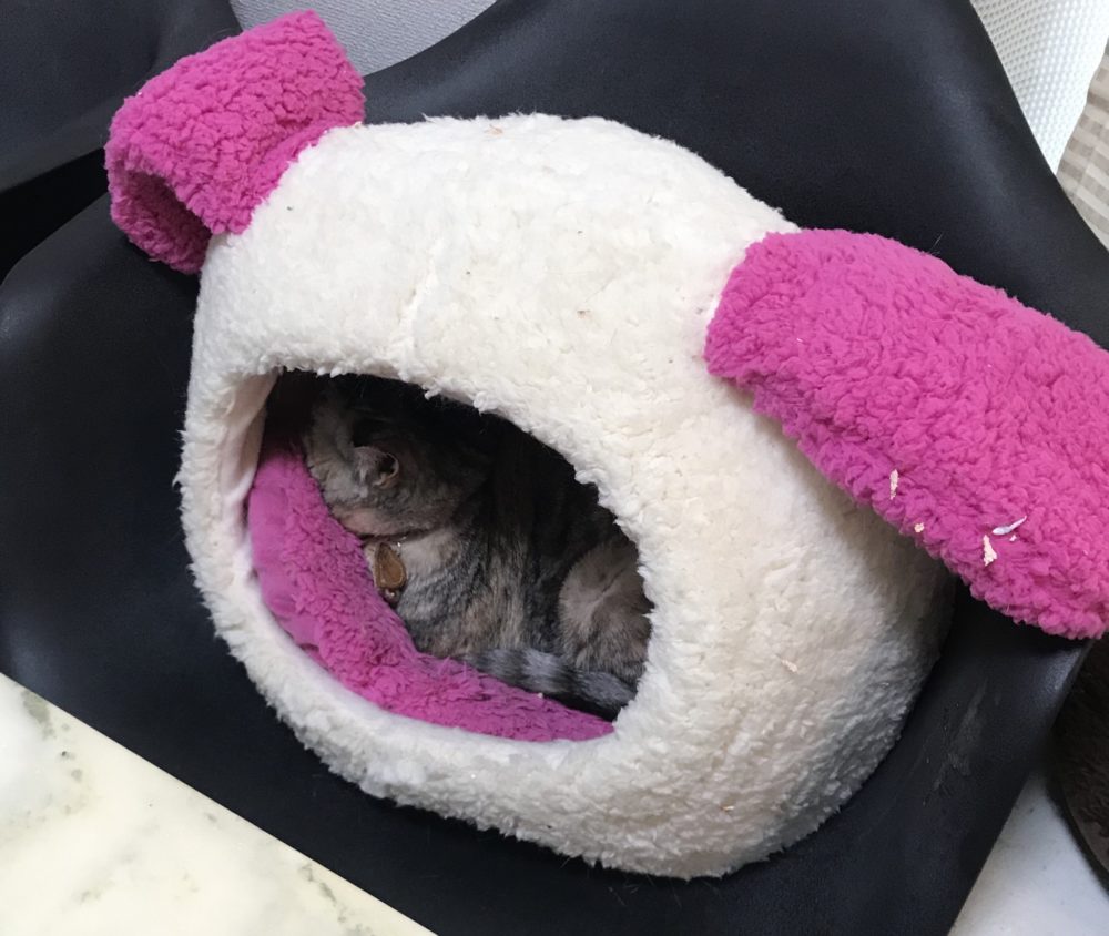 キャットシッター☆福岡市中央区 ビギちゃん①