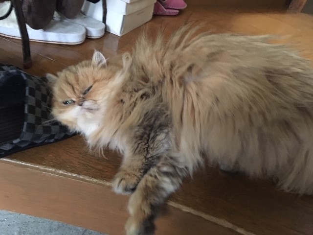 川口市　ポメラニアン　チェル君　お散歩代行