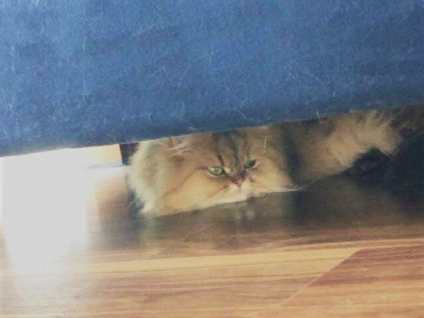 川口市　猫　リリーちゃん、さくらちゃん　初回訪問