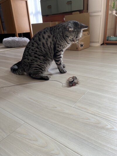 mix猫ちゃんのお世話🐈‍⬛