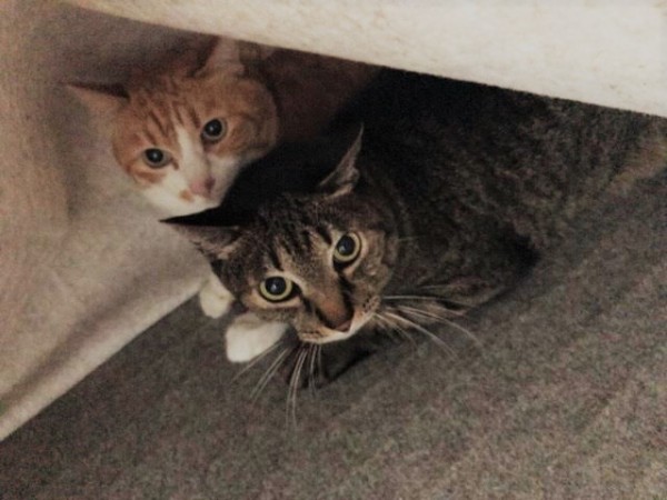 戸田市　猫　トノ君、麦チョコちゃん　ペットシッター