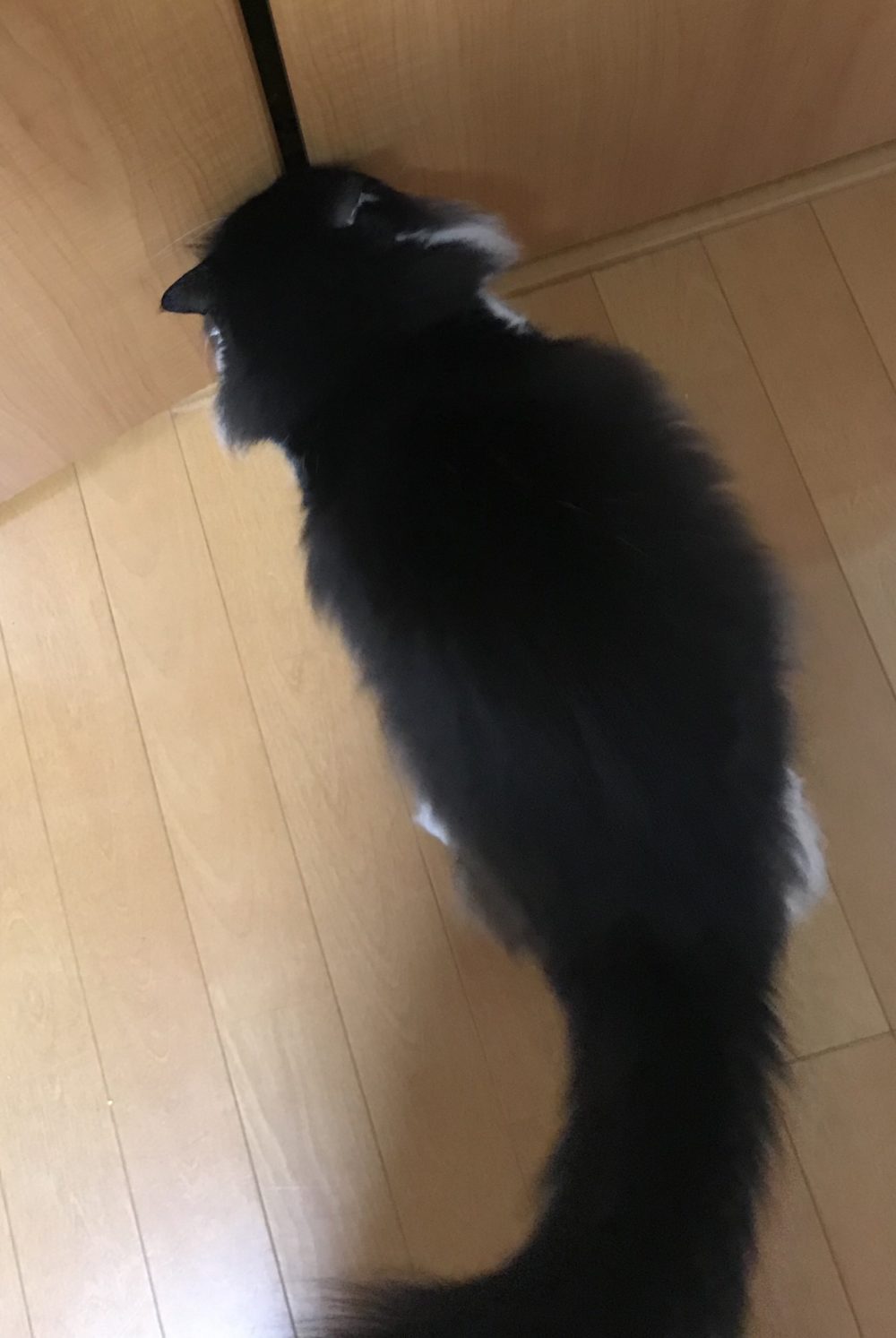 キャットシッター☆福岡市博多区 リン君④