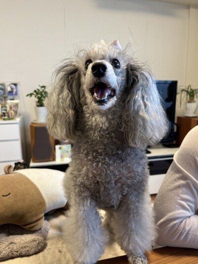 トイプードルさんのカウンセリング🐩