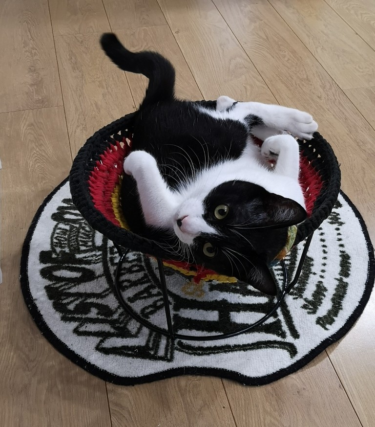 綾町ペットシッターはっちのしっぽOPEN