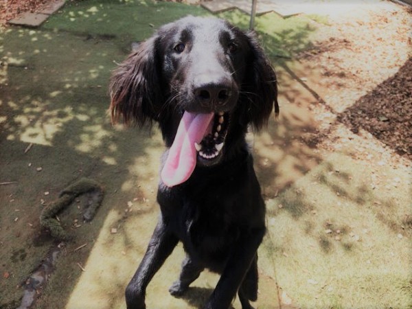 さいたま市緑区　アル君、ベルちゃん、空君　ペットシッター