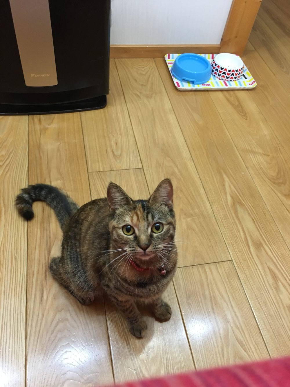 R1.9.15〜9.16藤枝市子猫のすゞ子ちゃん