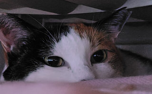 「尼崎市」怖がりミケコちゃん❤️