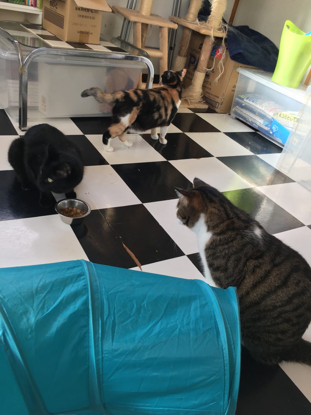 R1.11.24藤枝市猫ちゃん貝トリオ