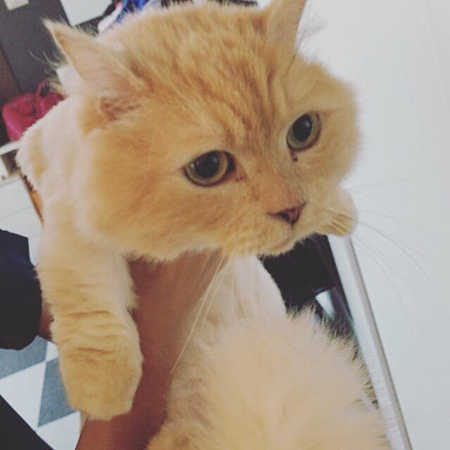 川口市　猫　じゃが丸君　初回訪問　ペットシッター