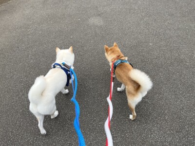 豆柴ちゃんのお散歩🐾