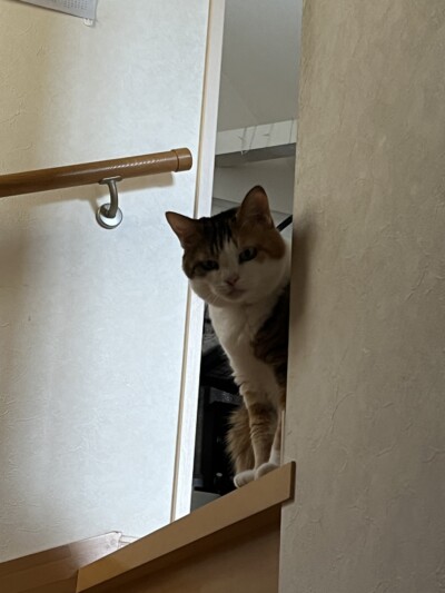 mix猫ちゃんのお世話