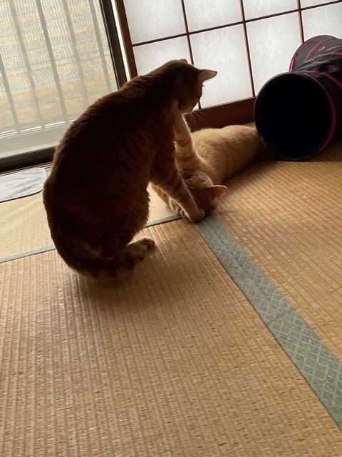 川口市　フェルゼン君　猫　キャットシッター Part2