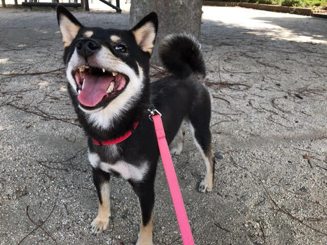 川口市　猫ちゃんズ＋わんちゃん　お世話の様子　ペットシッター