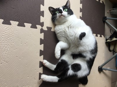 サムちゃんのお世話🐈