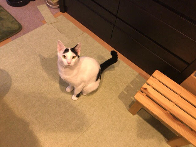 川口市　マル、マロ君　お世話の様子