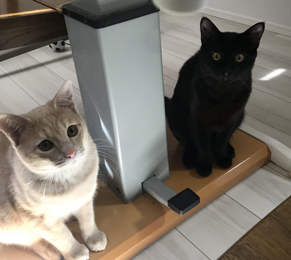 キャットシッター☆福岡市博多区住吉 子猫だった兄弟②