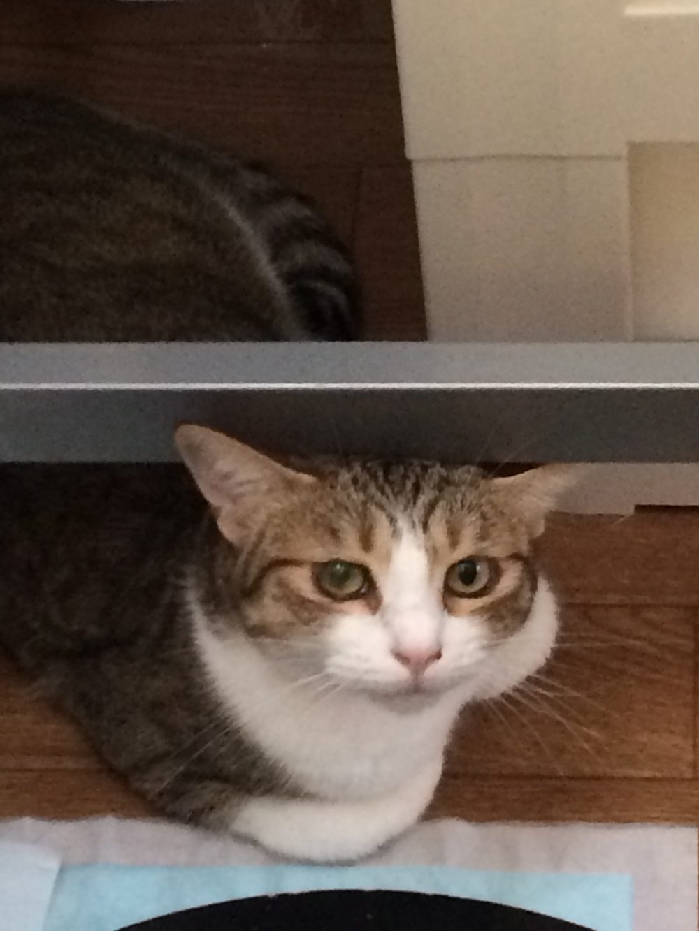 30.9.23島田市ももちゃんすずちゃんのお世話5日目