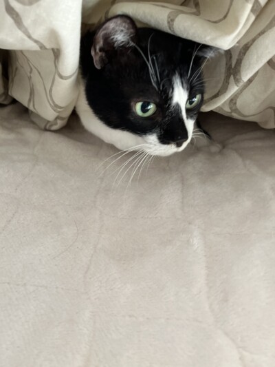 猫ちゃんのお世話🐈