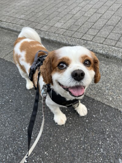 キャバリアさんのお散歩🐾&お世話