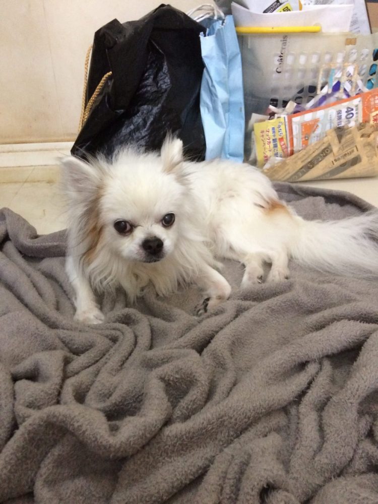 30.7.4 島田市のビリー君 2日目のお世話