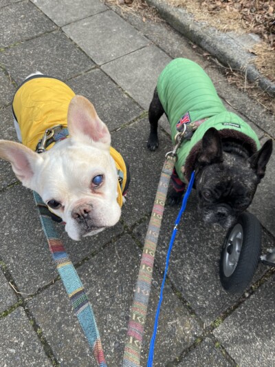 フレブルちゃん達のお散歩🐾