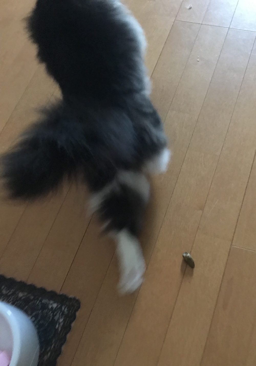 キャットシッター☆福岡市博多区 リン君①