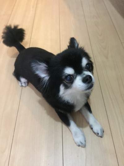 ニコロちゃんのお世話🐾