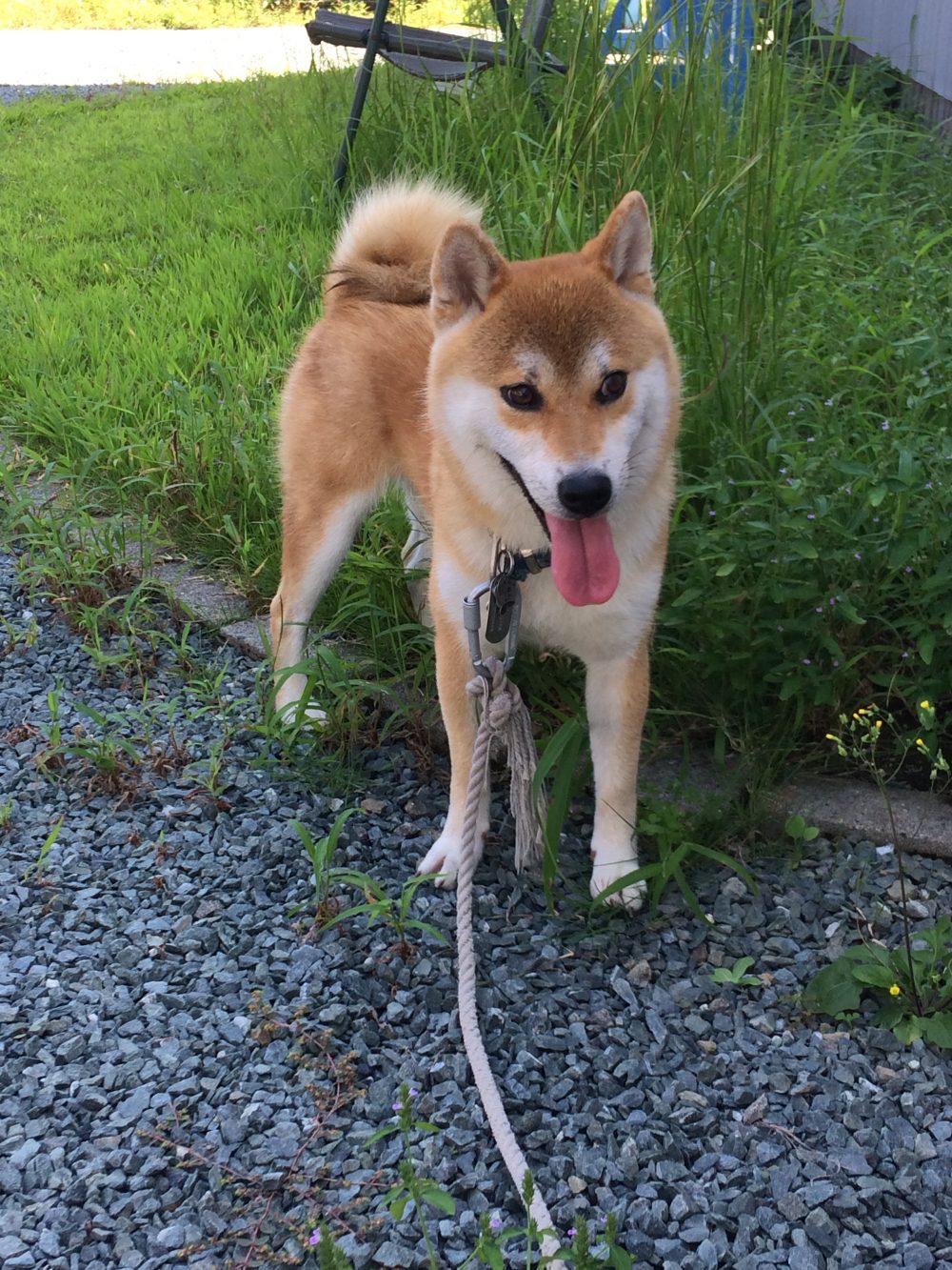 30.9.23焼津市小屋敷かぶ君のお世話3日目