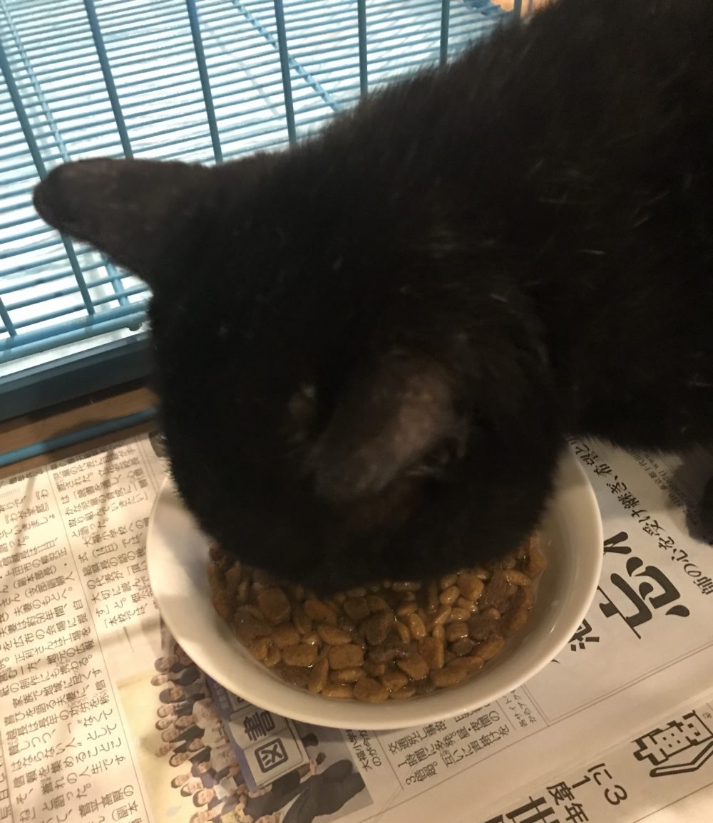 キャットシッター☆博多区 保護猫 シュトウ君②